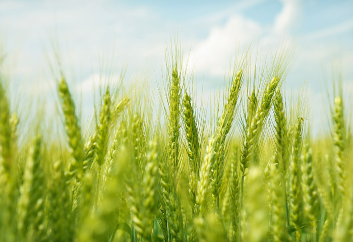 Bilang isang pinuno sa industriya